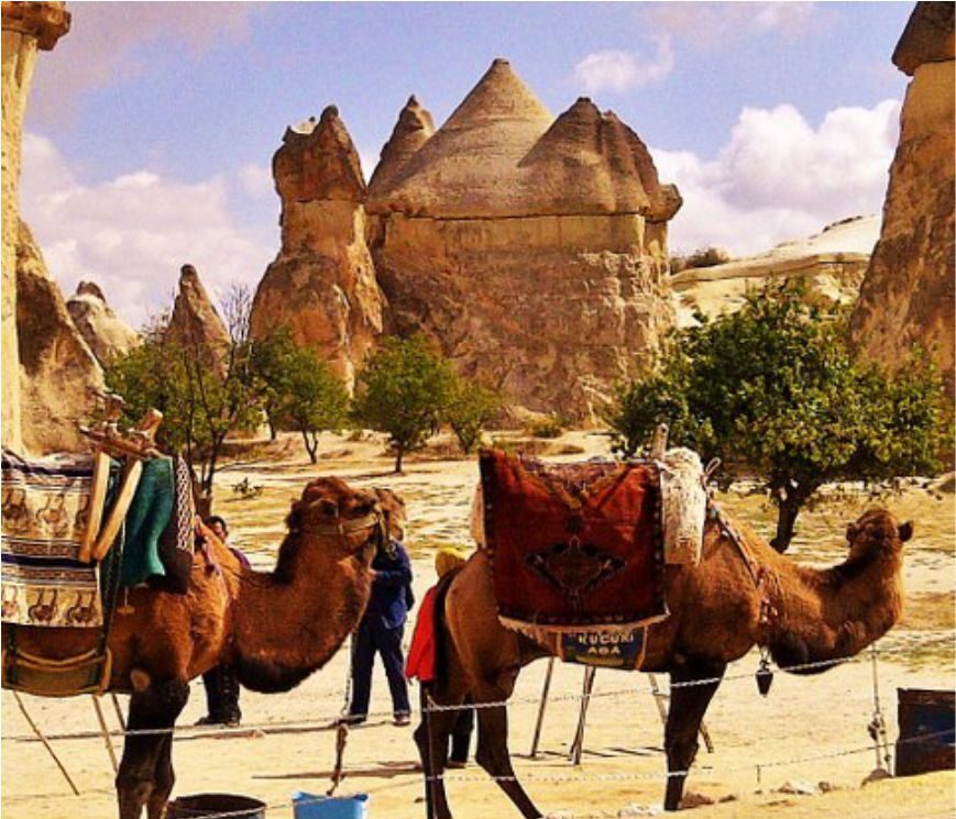 Camel Safari